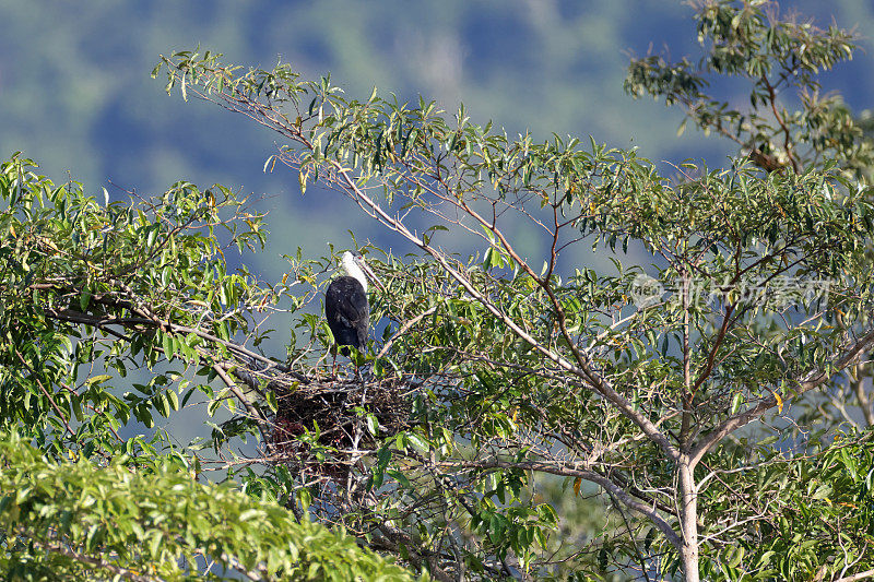 Ciconia episcopus